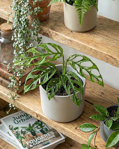 Monstera obliqua en pot, feuillage très ajouré, sur étagères en bois dans un intérieur lumineux.